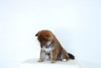 犬が『ごめんなさい』と言っているサイン4選　反省しているかどうかを見極める方法まで