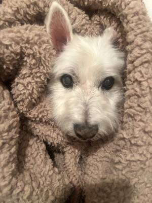 ちーちゃんですけどもっ【第347話】「ちーちゃんはちーちゃん」