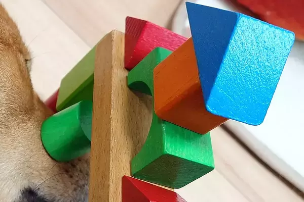 子どもと一緒に積み木で遊んだ元野犬→様子を見に行くと…胸が温かくなる『子守りの痕跡』が29万表示「なんて尊い…」「ほっこりが山積み」