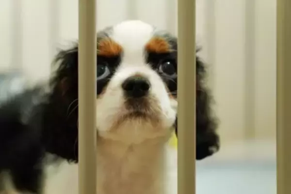 『ひとりが苦手な犬』の特徴５選　お留守番を苦痛に感じさせないための対策まで