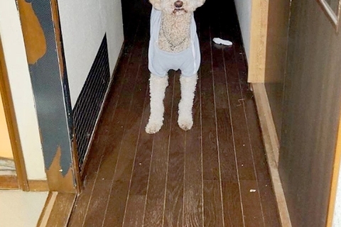 入院中、家族からLINE→『犬がお母さん探してる』と写真が送られてきて…今すぐ帰りたくなる『切ない光景』に反響「泣けた」「お互い辛いね」