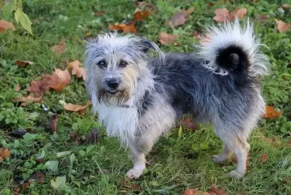 犬が『足を引きずって歩く』理由6つ　今すぐに病院へ連れて行くべき症状とは？