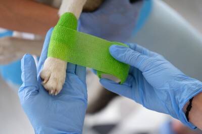 犬が『足を引きずって歩く』理由6つ　今すぐに病院へ連れて行くべき症状とは？