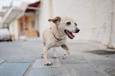 犬が『足を引きずって歩く』理由6つ　今すぐに病院へ連れて行くべき症状とは？