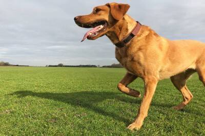 犬が『足を引きずって歩く』理由6つ　今すぐに病院へ連れて行くべき症状とは？