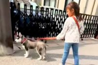 小さな女の子に『大型犬の散歩』を教えた結果→1年後…お見事すぎる『総重量45キロを操る光景』が11万再生「かっこいい」「堂々の風格」