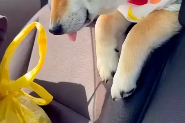 車でお出かけをしている犬→途中で眠たくなってしまい、後部座席から…あまりにも尊い光景に悶絶「この世のものとは思えない可愛さ」「ベロ最高」