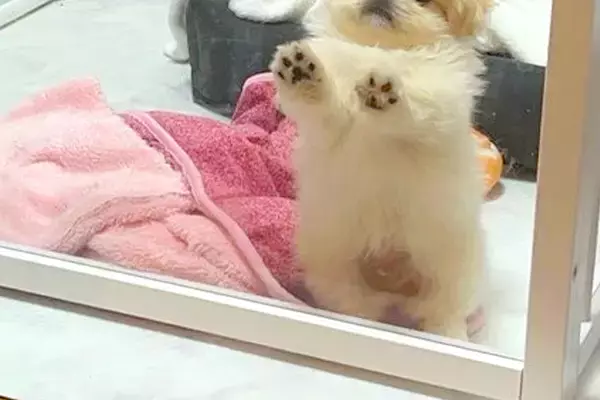 『閉じ込められた！』と訴える赤ちゃん犬→すぐ横を見ると…まさかの光景に8万いいね集まる「教えてあげたいｗ」「もうおしまいです…って顔ｗ」