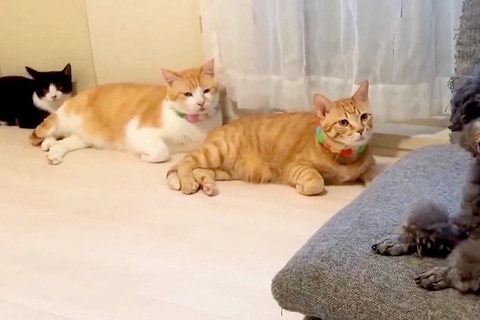 キレイに並ぶ3匹の猫→遊びに来た犬をジーっと見つめて…視線に気付いた瞬間の『二度見』が177万表示「動揺してるｗｗ」「タイミング完璧」