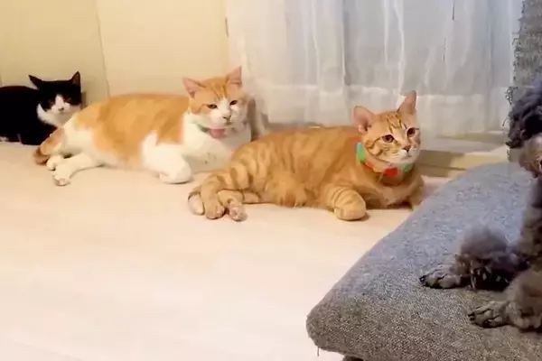 キレイに並ぶ3匹の猫→遊びに来た犬をジーっと見つめて…視線に気付いた瞬間の『二度見』が177万表示「動揺してるｗｗ」「タイミング完璧」