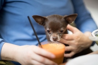 犬は『野菜ジュース』を飲んでも大丈夫？市販のモノは危険？誤って摂取した場合のリスクまで