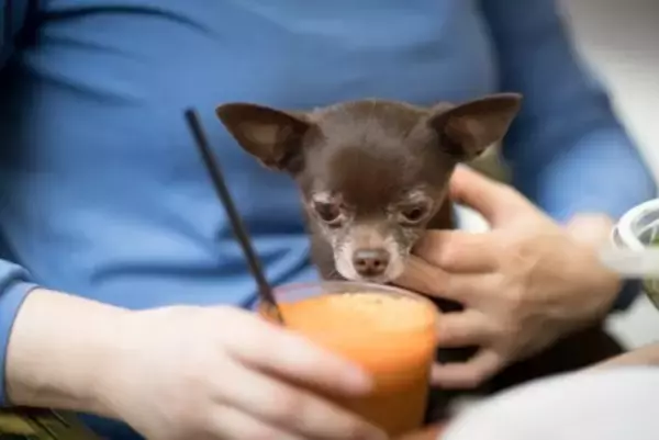 犬は『野菜ジュース』を飲んでも大丈夫？市販のモノは危険？誤って摂取した場合のリスクまで