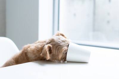 犬は『野菜ジュース』を飲んでも大丈夫？市販のモノは危険？誤って摂取した場合のリスクまで