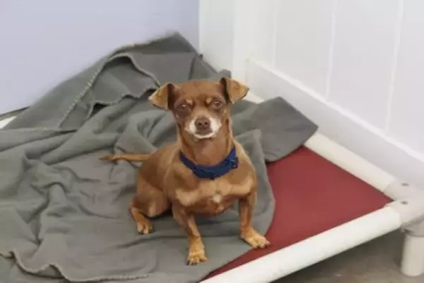 犬の『里親』を検討する前に知っておくべきこと2つ　誰でもなれるわけではないの？家族になる条件とは