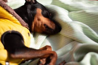 犬の『突然死』を招く絶対NG行為5選　飼い主が見直すべき習慣や予防策まで