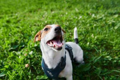 犬の『突然死』を招く絶対NG行為5選　飼い主が見直すべき習慣や予防策まで