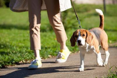 犬の『突然死』を招く絶対NG行為5選　飼い主が見直すべき習慣や予防策まで