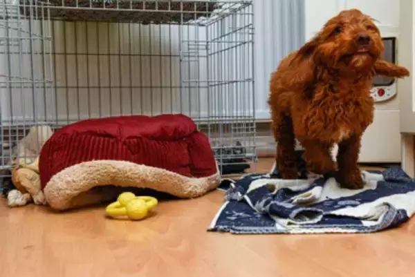 犬が『夜中に暴れる』4つの理由　放っておいても大丈夫？落ち着かせる方法までご紹介