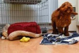 犬が『夜中に暴れる』4つの理由　放っておいても大丈夫？落ち着かせる方法までご紹介