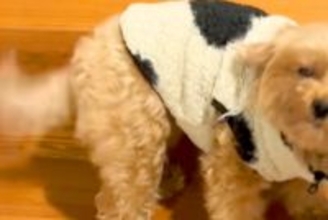 家に帰ったら『寝起きの犬』がお出迎えしてくれて…尊すぎる『おかえりなさいの光景』が24万再生「健気で泣けてくる」「平べったくてかわちい」