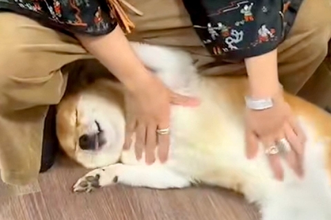 久しぶりに『実家の犬』と再会したら→とんでもなく尊い『いらっしゃいのご挨拶』が37万再生「意味わからんくらい可愛い」「離れたくなくなる」