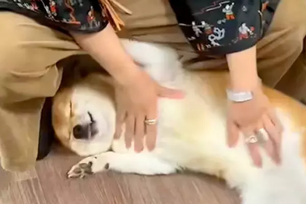 久しぶりに『実家の犬』と再会したら→とんでもなく尊い『いらっしゃいのご挨拶』が37万再生「意味わからんくらい可愛い」「離れたくなくなる」