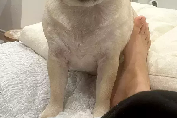 大阪へ行くため3日間の外出→犬に『行ってくるね、バイバイ』と言った結果…切ない表情に2万いいね「後ろ髪を引かれる」「顔が…可愛い」