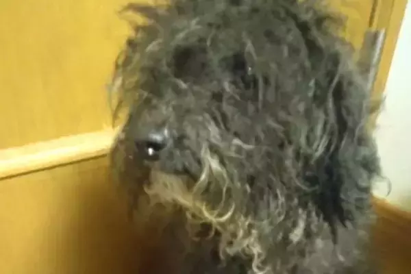 役目を終えたので『処分にする』と言われたボロボロの繁殖犬→保護後、愛情を注ぎ続けて…涙が止まらない光景が25万再生「素敵」「目輝いてる」