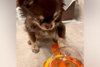 『おやつが出てくるおもちゃ』をマスターした犬→しかし、別の犬に…ちょっぴり切ない『まさかの展開』が45万再生「おやつ係ｗｗ」「可愛すぎ」