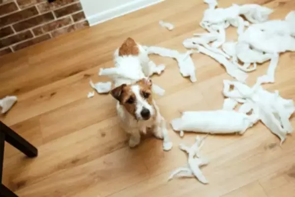 放置してはいけない『犬の問題行動』3つ　取り返しのつかないことになる前にすべき対策まで