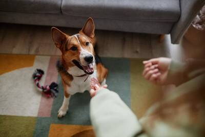 放置してはいけない『犬の問題行動』3つ　取り返しのつかないことになる前にすべき対策まで