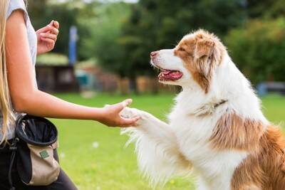 放置してはいけない『犬の問題行動』3つ　取り返しのつかないことになる前にすべき対策まで