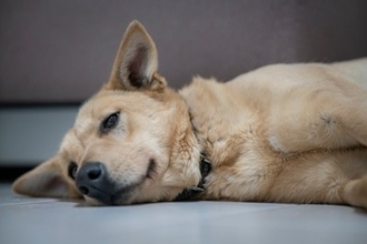 犬が『痛い』と思っているときにみせる行動５選　見逃したくないサインや注意点まで