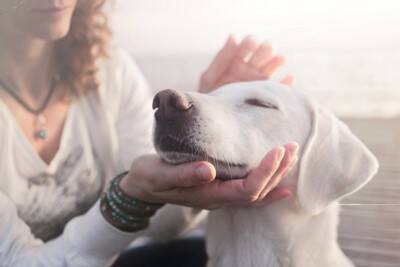 犬が『痛い』と思っているときにみせる行動５選　見逃したくないサインや注意点まで