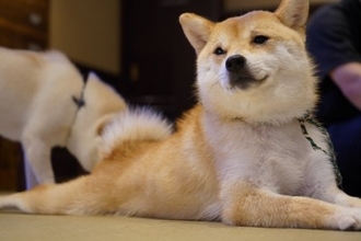 犬の『おなら』が臭い理由3つ　ニオイがキツくなってしまう原因や病気の可能性まで