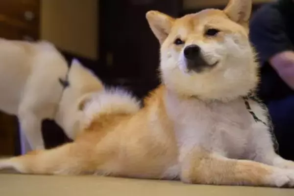 犬の『おなら』が臭い理由3つ　ニオイがキツくなってしまう原因や病気の可能性まで