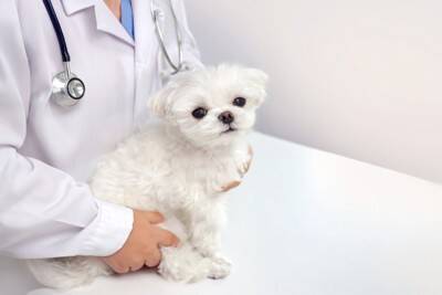 犬の『おなら』が臭い理由3つ　ニオイがキツくなってしまう原因や病気の可能性まで