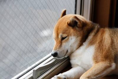 犬の『おなら』が臭い理由3つ　ニオイがキツくなってしまう原因や病気の可能性まで