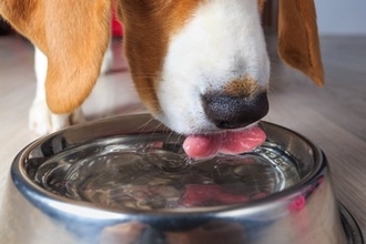 犬の『飲み水』最適な状態とは？適温は何度？間違った与え方による悪影響まで
