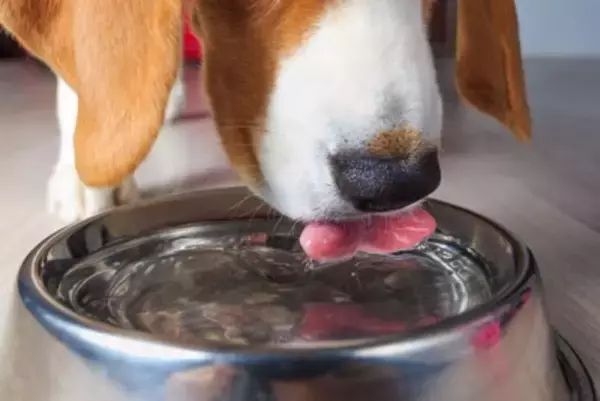 犬の『飲み水』最適な状態とは？適温は何度？間違った与え方による悪影響まで