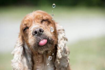 犬の『飲み水』最適な状態とは？適温は何度？間違った与え方による悪影響まで