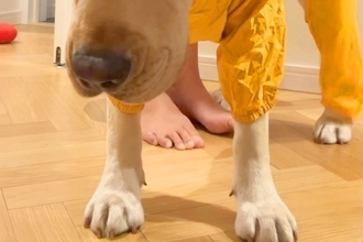 雨の日、大型犬に『カッパ』を着せた結果→とんでもなくわかりやすい『絶望してしまった表情』が79万再生「腹よじれるｗｗ」「渋い顔してて草」