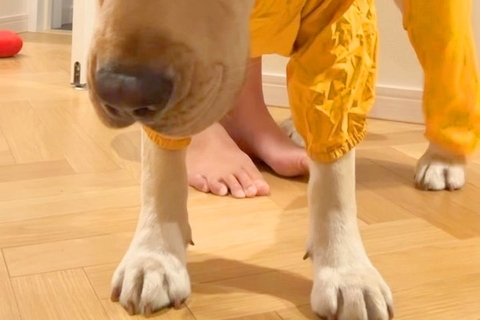 雨の日、大型犬に『カッパ』を着せた結果→とんでもなくわかりやすい『絶望してしまった表情』が79万再生「腹よじれるｗｗ」「渋い顔してて草」