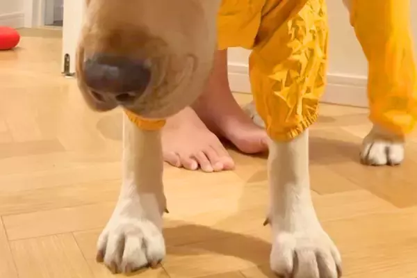 雨の日、大型犬に『カッパ』を着せた結果→とんでもなくわかりやすい『絶望してしまった表情』が79万再生「腹よじれるｗｗ」「渋い顔してて草」
