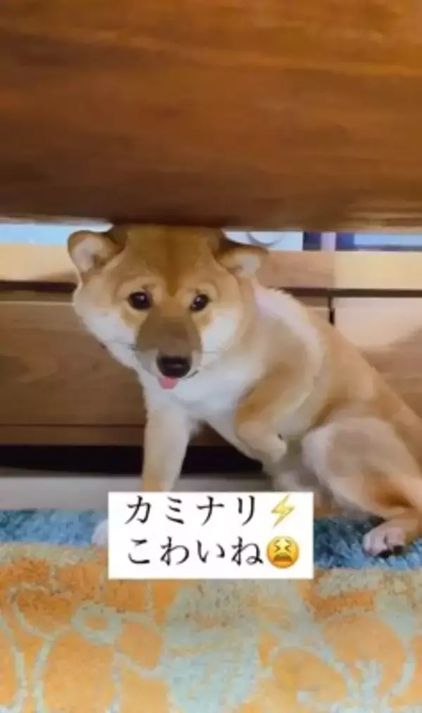 『雷が大嫌いな犬』が見せた反応…まさに"ガクブル"を体現する光景が愛おしすぎると401万再生「抱きしめたい」「うちの子も一緒」の声