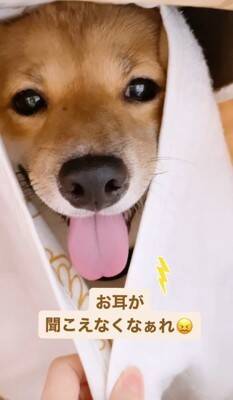 『雷が大嫌いな犬』が見せた反応…まさに"ガクブル"を体現する光景が愛おしすぎると401万再生「抱きしめたい」「うちの子も一緒」の声