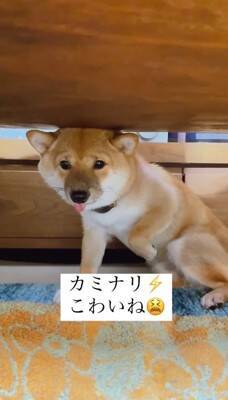 『雷が大嫌いな犬』が見せた反応…まさに"ガクブル"を体現する光景が愛おしすぎると401万再生「抱きしめたい」「うちの子も一緒」の声