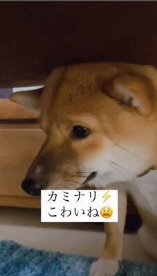 『雷が大嫌いな犬』が見せた反応…まさに"ガクブル"を体現する光景が愛おしすぎると401万再生「抱きしめたい」「うちの子も一緒」の声