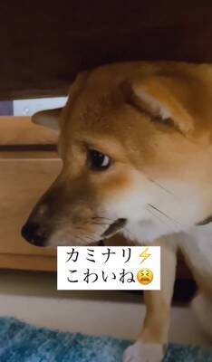 『雷が大嫌いな犬』が見せた反応…まさに"ガクブル"を体現する光景が愛おしすぎると401万再生「抱きしめたい」「うちの子も一緒」の声