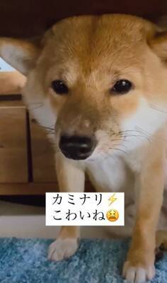 『雷が大嫌いな犬』が見せた反応…まさに"ガクブル"を体現する光景が愛おしすぎると401万再生「抱きしめたい」「うちの子も一緒」の声